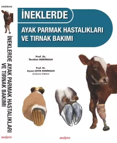 İneklerde Ayak Parmak Hastalıkları ve Tırnak Bakımı